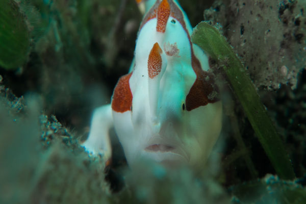 Warty Frogfish Baby - White Red